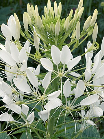 CLEOME_HELEN_CAMPBELL
