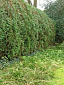 THUJA PLICATA HEDGE WITH TRIMMINGS ON GROUND
