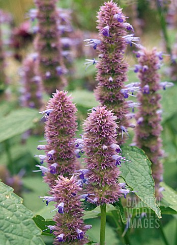 AGASTACHE_ANISATA__ANISEED_SCENTED