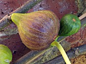 FICUS CARICA BROWN TURKEY,  WALL TRAINED FIG