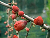 CHAENOMELES SUPERBA CRIMSON AND GOLD (FLOWERING QUINCE)