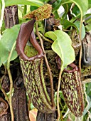 NEPENTHES MAXIMA (PITCHER PLANT)