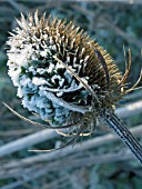 DIPSACUS FULLONUM, TEASEL IN THE FROST