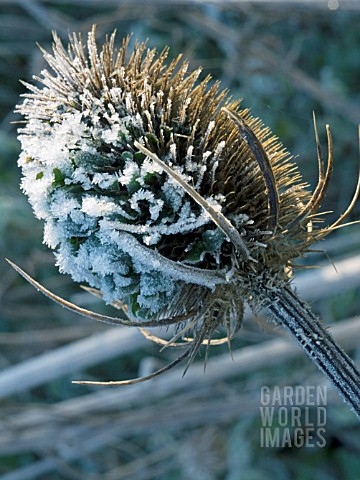 DIPSACUS_FULLONUM_TEASEL_IN_THE_FROST