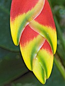 HELICONIA ROSTRATA,  HANGING LOBSTERS CLAW