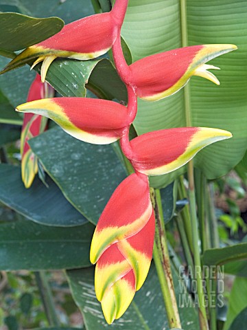 HELICONIA_ROSTRATA__HANGING_LOBSTERS_CLAW