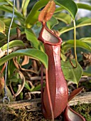 NEPENTHES SANGUINEA (PITCHER PLANT)