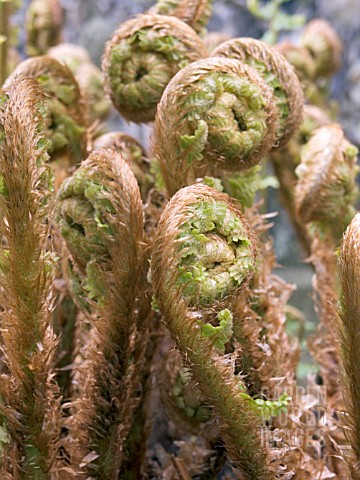 DRYOPTERIS_PSEUDOMAS_SCALY_MALE_FERN__SPRING_FRONDS