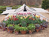 TULIPS & EARLY VEGETABLE DISPLAY BY COLD FRAME AT WEST DEAN GARDENS