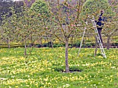 APPLE ORCHARD,  SPRING PRUNING