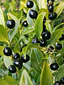 SARCOCOCCA CONFUSA BERRIES (CHRISTMAS BOX)