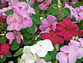IMPATIENS,  F1 WEDGWOOD MIXED,  BEDDING PLANT