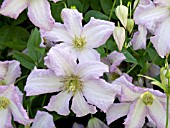 CLEMATIS LITTLE NELL