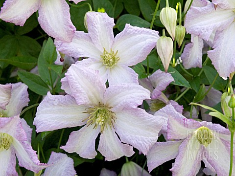 CLEMATIS_LITTLE_NELL