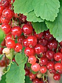 RIBES LAXTONS NO1,  RED CURRANT