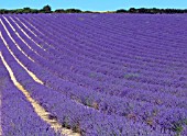 LAVANDULA ANGUSTIFOLIA MAILLETTE,  UK COMMERCIAL LAVENDER CROP READY FOR HARVEST,  IN SUSSEX.