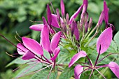 CLEOME SPINOSA, HALF-HARDY ANNUAL