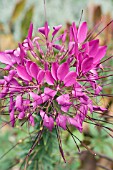 CLEOME SPINOSA, HALF-HARDY ANNUAL