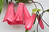 LAPAGERIA ROSEA, CHILEAN BELL FLOWER, TENDER CLIMBER