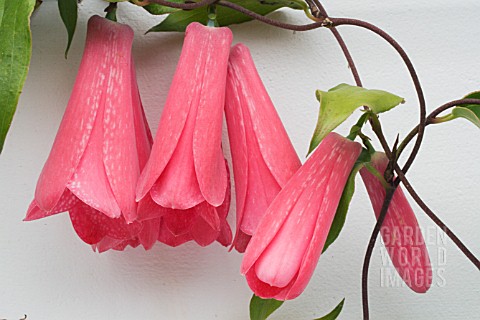 LAPAGERIA_ROSEA_CHILEAN_BELL_FLOWER_TENDER_CLIMBER