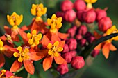 ASCLEPIAS RED BUTTERFLY