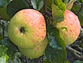 MALUS DOMESTICA JAMES GRIEVE, EARLY EATING APPLE