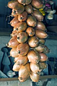 ALLIUM ASCALONICUM, SHALLOTS FOR WINTER STORAGE IN POTTING SHED, OCTOBER
