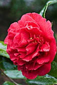 CAMELLIA JAPONICA BLOOD OF CHINA,  HARDY EVERGREEN SHRUB,  MARCH