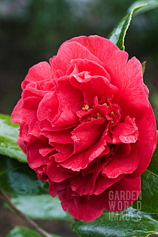 CAMELLIA_JAPONICA_BLOOD_OF_CHINA__HARDY_EVERGREEN_SHRUB__MARCH