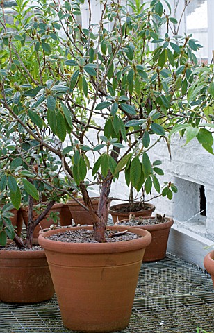 RHODODENDRON_FRAGRANTISSIMUM__IN_COOL_GREENHOUSE_FOR_EARLY_FORCING__JANUARY