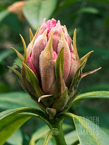 RHODODENDRON_CHRISTMAS_CHEER_EARLY_BUD