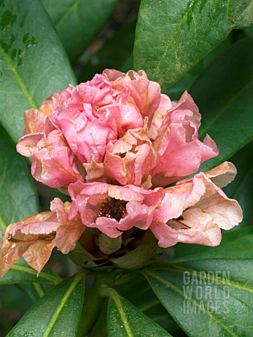 RHODODENDRON_CHRISTMAS_CHEER_NEARLY_FULL_FLOWER