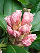 RHODODENDRON CHRISTMAS CHEER (LATE BUD)