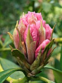 RHODODENDRON CHRISTMAS CHEER (MID BUD)