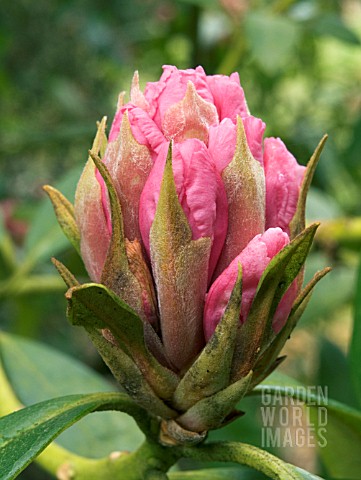 RHODODENDRON_CHRISTMAS_CHEER_MID_BUD