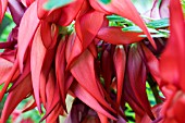 CLIANTHUS PUNICEUS, LOBSTERS CLAW