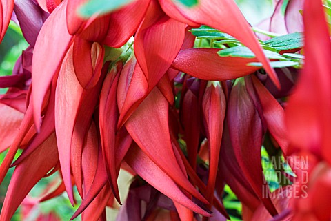 CLIANTHUS_PUNICEUS_LOBSTERS_CLAW