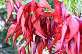 CLIANTHUS PUNICEUS, LOBSTERS CLAW