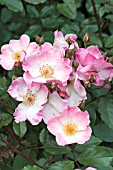 ROSA ROSY CUSHION, GROUND COVER ROSE