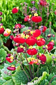 CALCEOLARIA RED SUNSET