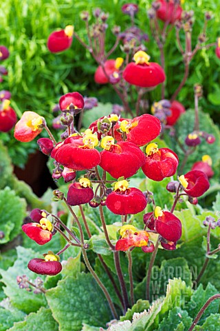 CALCEOLARIA_RED_SUNSET