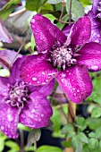 CLEMATIS CASSIS