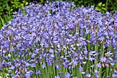 AGAPANTHUS SP, MASS FLOWERING FOR CUTTING, JULY