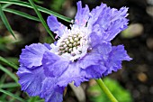 SCABIOSA CAUCASIA CLIVE GREAVES, PERENNIAL CUT FLOWER, MAY