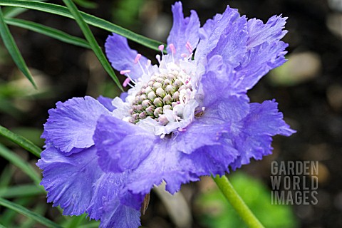 SCABIOSA_CAUCASIA_CLIVE_GREAVES_PERENNIAL_CUT_FLOWER_MAY