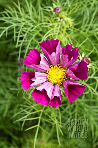 COSMOS_PIED_PIPER_RED_HARDY_ANNUAL_AUGUST