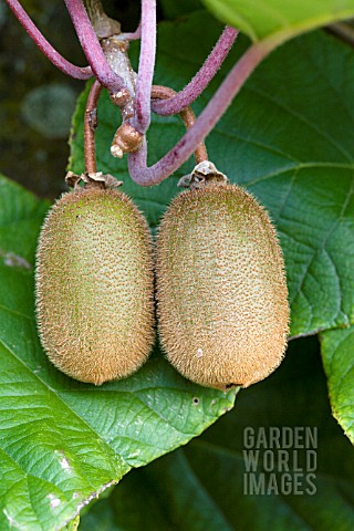ACTINIDIA_CHINENSIS__CHINESE_GOOSEBERRY__KIWI_FRUIT__SUSSEX_GROWN_OUTDOORS__SEPTEMBER