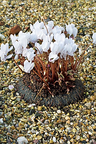CYCLAMEN_HEDERIFOLIUM__HARDY_BULB__MATURE_SPECIMEN_WITH_EXPOSED_TUBER__OCTOBER