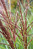 MISCANTHUS GRACILLIMUS,  HARDY GRASS,  NOVEMBER