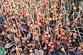 PHYSALIS FRANCHETII,  CHINESE LANTERNS,  AFTER FROST